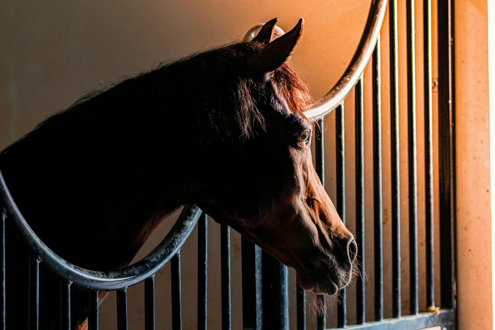 Pur Sang arabe à Abu Dhabi