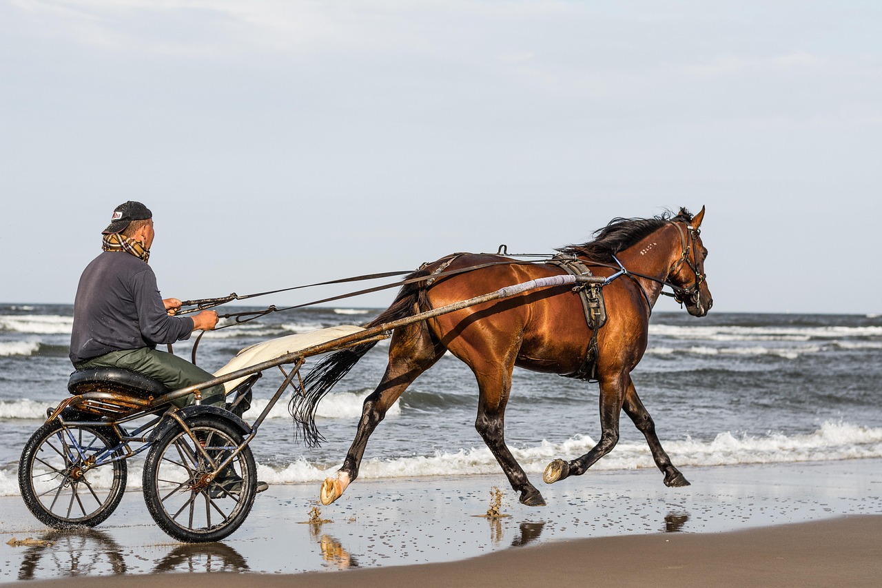 cheval de course sur la plage